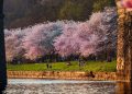 Cherry Blossoms en Filadelfia: 17 mejores lugares para 2025