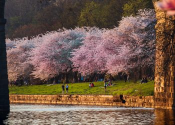 Cherry Blossoms en Filadelfia: 17 mejores lugares para 2025