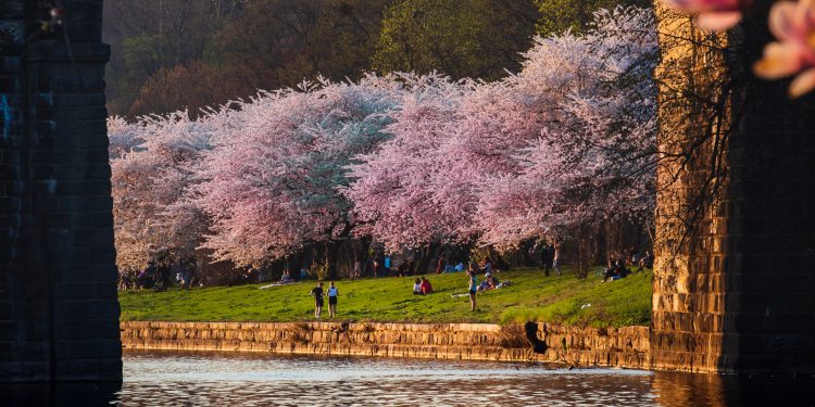 Cherry Blossoms en Filadelfia: 17 mejores lugares para 2025