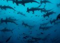Embarcarse en una odisea submarina con tiburones de Galápagos