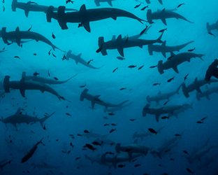 Embarcarse en una odisea submarina con tiburones de Galápagos