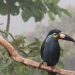 Tucanes en Mindo | Observación de aves en Ecuador