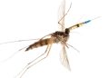 Los investigadores utilizaron mosquitos para entregar vacunas de malaria