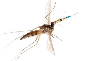 Los investigadores utilizaron mosquitos para entregar vacunas de malaria