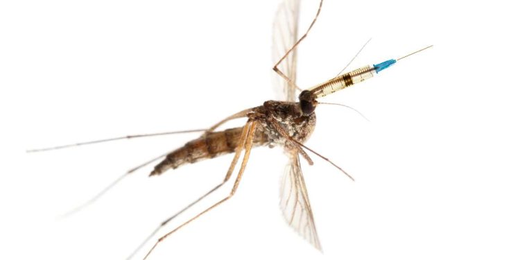 Los investigadores utilizaron mosquitos para entregar vacunas de malaria