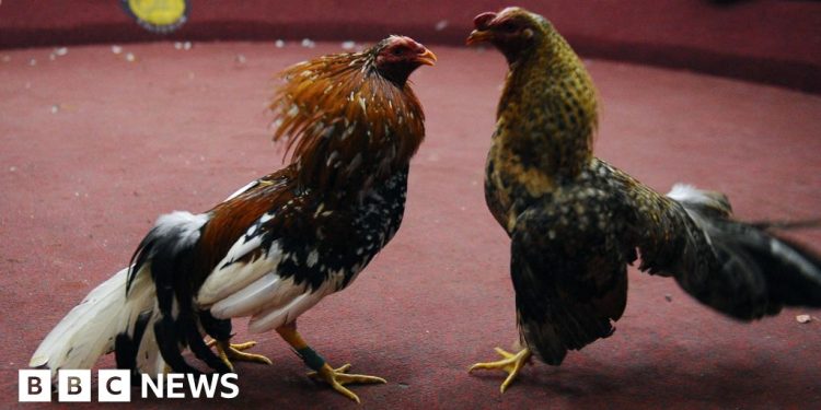 Arrestos después de 12 tiros muertos en Ecuador Cockfight