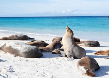 Mamíferos marinos juguetones de las islas