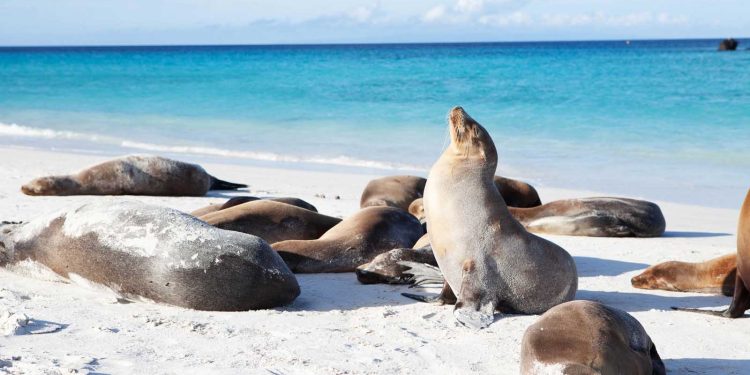 Mamíferos marinos juguetones de las islas