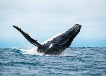 Revelando las maravillas submarinas de Ecuador: ballenas jorobadas