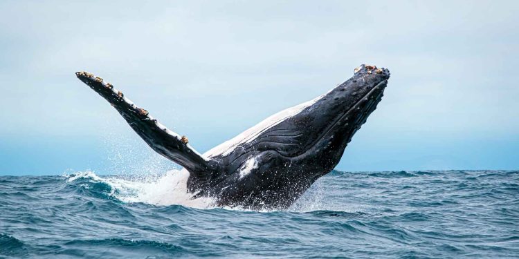 Revelando las maravillas submarinas de Ecuador: ballenas jorobadas