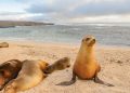 ¿Por qué son famosas las islas Galápagos? Maravillas únicas de la naturaleza