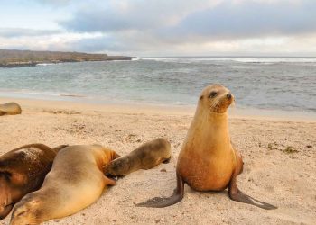 ¿Por qué son famosas las islas Galápagos? Maravillas únicas de la naturaleza