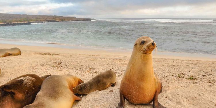 ¿Por qué son famosas las islas Galápagos? Maravillas únicas de la naturaleza