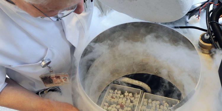 Por qué las mujeres congelan sus huevos