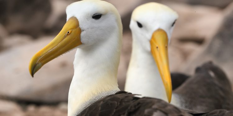 El viaje aéreo a Galápagos