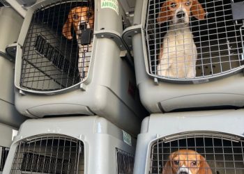 El NIH de Trump cierra el Lab Beagle Final que realiza experimentos dolorosos: poner fin a la crueldad de la era de Fauci y los desechos burocráticos | El experto de la puerta de entrada