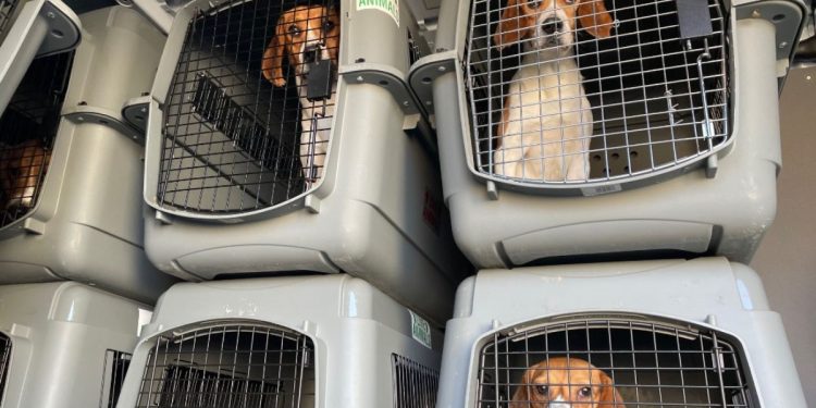 El NIH de Trump cierra el Lab Beagle Final que realiza experimentos dolorosos: poner fin a la crueldad de la era de Fauci y los desechos burocráticos | El experto de la puerta de entrada