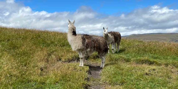 Anstisana Wildife Reserve: Chakana Day Tour