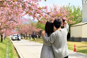 Corea de la ciudad de Hanam da la bienvenida a los visitantes para que disfruten de impresionantes flores de cerezo doble