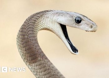 Antivenom de serpiente 'incomparable' hecho de hombre mordido 200 veces