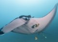 Manta rayos oceánicos gigantes en la costa ecuatoriana del Pacífico