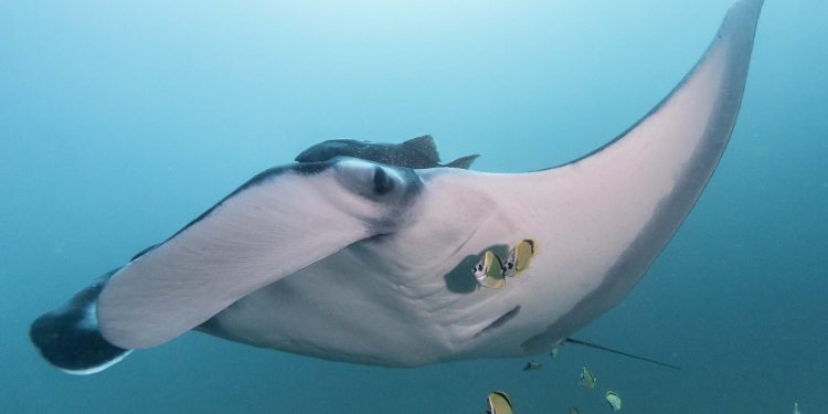Manta rayos oceánicos gigantes en la costa ecuatoriana del Pacífico