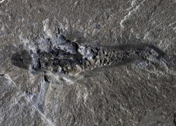 'Mothra' de 506 millones de años muestra la rareza de la vida temprana