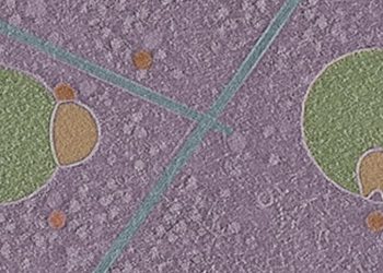 Los biólogos descubren una estructura previamente desconocida que se esconde dentro de las células humanas