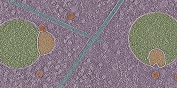 Los biólogos descubren una estructura previamente desconocida que se esconde dentro de las células humanas