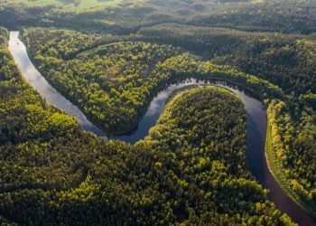 Plantas de la selva amazónica: curación y supervivencia