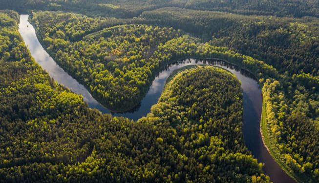 Plantas de la selva amazónica: curación y supervivencia