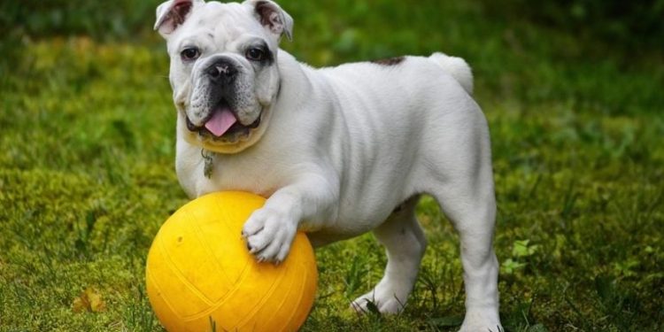 Cómo fortalecer el cuerpo de tu perro desde adentro hacia afuera