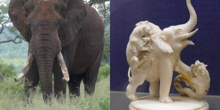 Cómo los colmillos gigantescos prehistóricos podrían ayudar a reventar a los traficantes de marfil de hoy en día