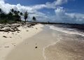 Barbados, Caribbean lucha con una invasión masiva de Sargassum