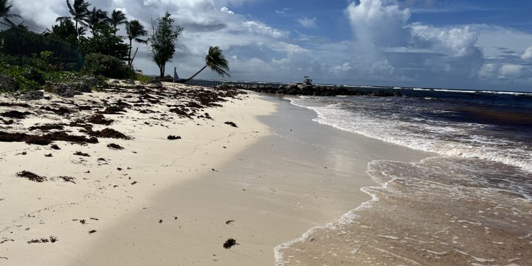 Barbados, Caribbean lucha con una invasión masiva de Sargassum