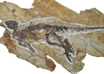 Este dinosaurio probablemente cogió como un pájaro