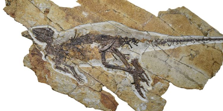Este dinosaurio probablemente cogió como un pájaro