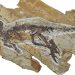 Este dinosaurio probablemente cogió como un pájaro