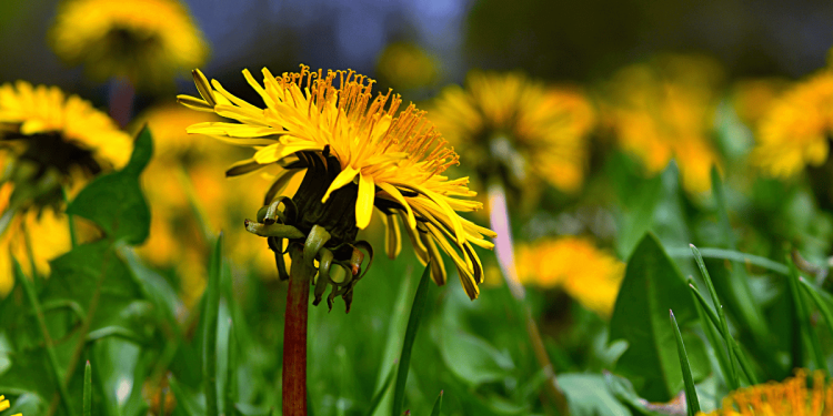 7 remedios herbales de patio trasero para cosechar