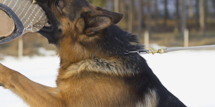 Brickbat: Da un bocado del crimen