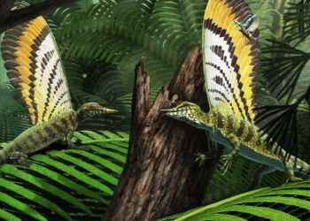 Adorable Triásico Reptil usó su extraña aleta trasera para comunicarse