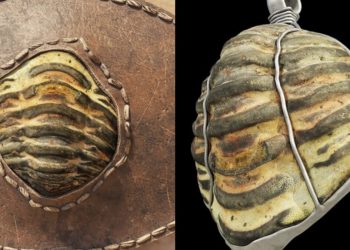 Este antiguo artefacto romano también es un fósil de 453 millones de años