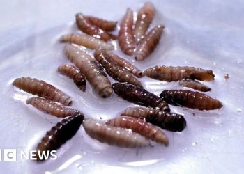 Primer caso humano del parásito del gusano de tornillo de New World confirmado en EE. UU.