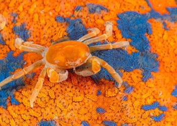 Los colores vibrantes de un cangrejo de caza de casas-la mejor imagen de ciencias de agosto