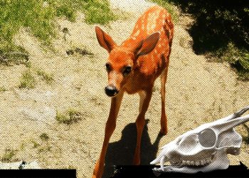 Los funcionarios de la vida silvestre de Louisiana mataron a un ciervo ciego después de que una familia lo cuidó a la salud