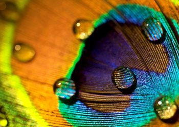 Las plumas de pavo real son impresionantes. También pueden emitir vigas láser