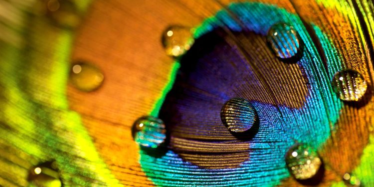 Las plumas de pavo real son impresionantes. También pueden emitir vigas láser