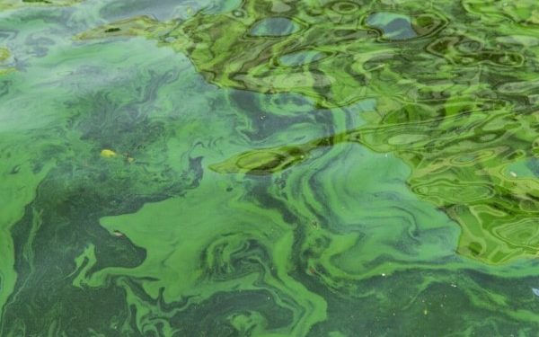 La floración de algas tóxicas llega al turismo y la economía de Australia