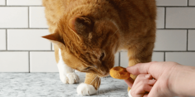 Receta de golos de trajes de gato caseros suaves