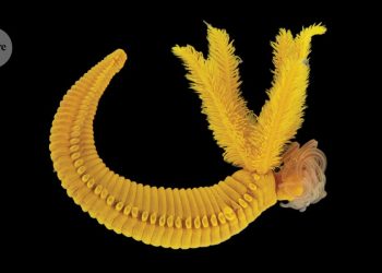 Este gusano de aguas profundas crea un pigmento amarillo tóxico que se encuentra en las pinturas Rembrandt y Cézanne